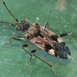 Beosus maritimus